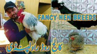 Fancy Hen Breeds College Road Pakistan | Rawalpindi College Road Birds Market 2020 | Mandi Mela