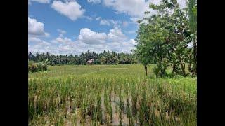 UBUD in 1 minute - Indonesia - Rienengeertopreis