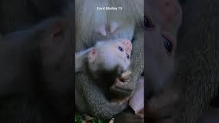 OMG! Very sad to see mom rejected the milk of newborn baby monkey#