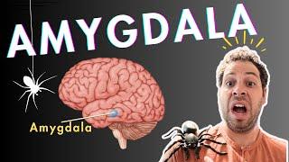 The Amygdala and Fear Conditioning