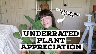 My Favorite Underrated Plants | My Favorite Plants