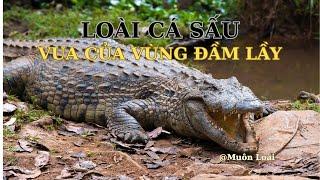 Nhật ký Muôn loài. Loài cá sấu: Vua của vùng đầm lầy