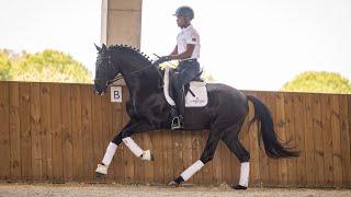 Horse for Sale I Black piro free Luso-Warmblood by Fundador and Bretton Woods (REF#716)