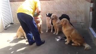 Dogs wait for feeding time