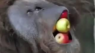 ape eating apples!
