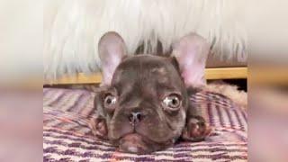 Rescue Tiny Frenchie Bulldog Is Extremely Adorable And Playful