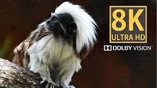 8K Wild wonders: Cute Wild World with Relaxing Sounds of Forest to Help You Sleep 8K 4K Dolby HDR