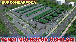 SURXONDARYODA YANGI MOLBOZOR OCHILADI