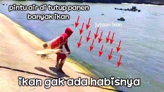 SURGANYA IKAN,,,DI SINI IKAN GAK ADA HABISNYA,, JUTAAN IKAN BERKUMPUL..NETS FISHING