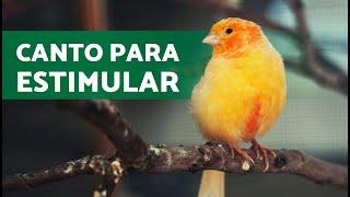 Canto ESTIMULADOR para CANARIOS  (30 minutos)