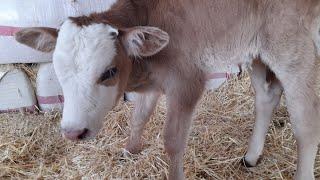 SEZER DOĞDU ..... #calf#simmental#cattle#melezleme#bulls#dana#inek..