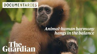 Guardians of the Gibbons: can India save its only ape species from extinction?