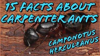 15 Facts About The Carpenter Ant (featuring Camponotus Herculeanus)