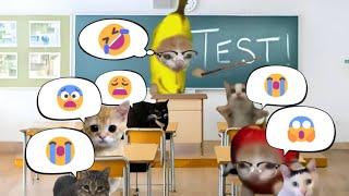 Banana Cat became a teacher[FULL EPISODE]