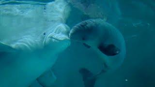 Healing Therapy with Dolphin Songs | Whales | Belugas | Killer Whales | Cetaceans 8D Sound 