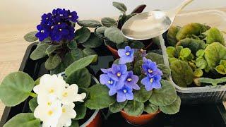 Energize your violets with this so that they bloom profusely and their leaves are vibrant and firm.