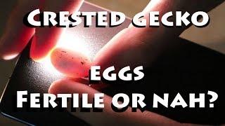 Are My Crested Gecko Eggs Fertile?