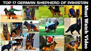 Top 17 German Shepherd Long Coat Dogs in Pakistan 