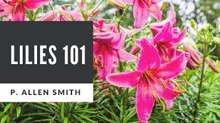 Lilies 101: Care, Types and Handling