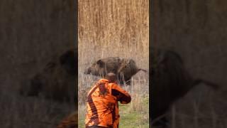 Huge Wild Boar Encounter | Dev Domuzla Karşı Karşıya #hunting #wildboar