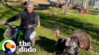 Wild Turkeys Are Deeply Obsessed With This Man! | The Dodo