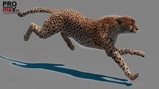 Cheetah Running 3D Model | PROmax3D