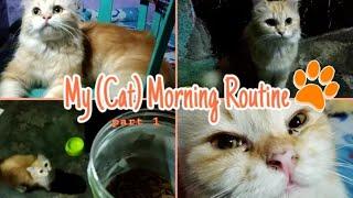 My Morning Routine With My Cat - cat vlog pt. 1 | Indonesia | Muthia Raputry