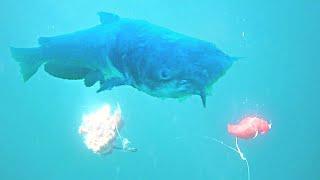 Chicken Liver Vs. Jell-O Chicken for Channel Catfish! (Underwater Footage)
