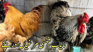 TOP Quality Fancy Hens | IMPORTED FANCY HENS PRICES | Fancy hens prices in Pakistan