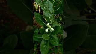 Calotropis gigantea plant | white Aak flower #shorts