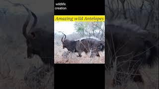 Amazing wild Antelopes#wildlife #shorts