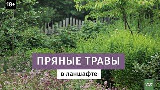 Ароматные травы в ландшафте.