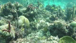 Snorkeling Nassau,Bahamas