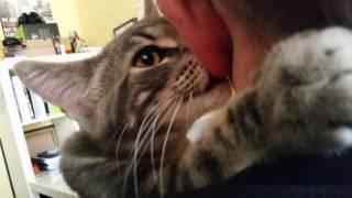 Cat sucking my ear lobe