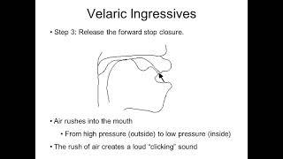 7.5.3 The velaric ingressive airstream mechanism and clicks