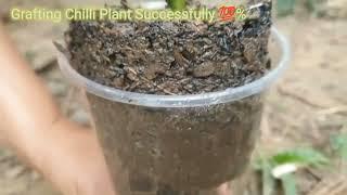 Techniques To Grow Chilli Growing Fast And Successfully-Amazing Chilli Grow Very Fast