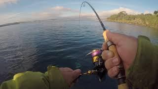 Ultralight soft baiting for trevally (Facebook Cover Shot)