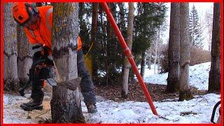 Cutting Down a Lot Of Difficult Aspen Trees With a Chainsaw