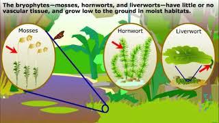 Non vascular Plants