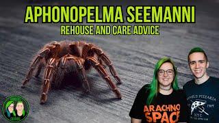 Aphonopelma Seemanni - Rehouse & Care Advice!