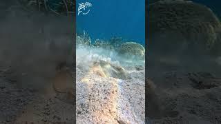 Frenzy The blue-spotte stingray (Taeniura lymma)  #stingray #discoverearth #dcdocumentaries #feeding