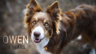 OWEN - 4 years, BORDER COLLIE (Dog tricks)