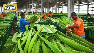 How Aloe Vera Gel is Made on a MASSIVE Scale! Amazing Aloe Vera Factory!