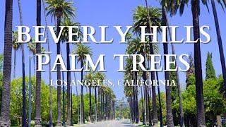 Beverly Hills’ Famous Palm Tree Lined Streets - Los Angeles CA 