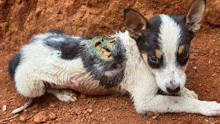 Amazing transformation of sick dog | rescue dog before and after