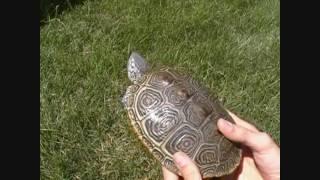 How To Tell If Your Turtle Has Eggs