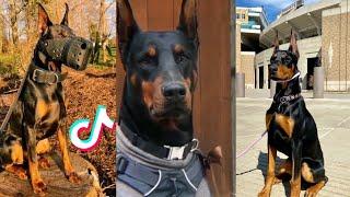 Dobermans are Badass and Cute - Tiktok Compilation!