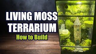 Living Moss Terrarium DIY How To | Great Jumping Spider Enclosure! 4k