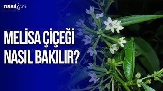 Melisa Çiçeği Bakımı Nasıl Yapılır? | Nasil.com