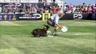 Flying Disc 1st Place - Incredible Dog Challenge 2015 Huntington Beach, CA